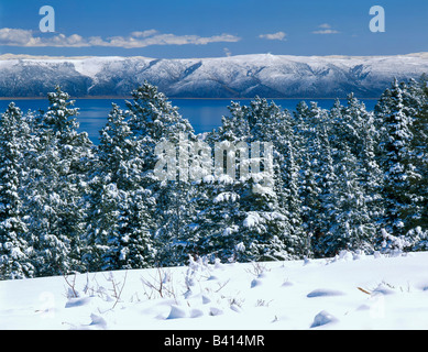 UTAH. USA. Neuschnee auf Koniferen über Bear Lake. Blick vom Bear River Range. Wasatch-Cache National Forest. Stockfoto