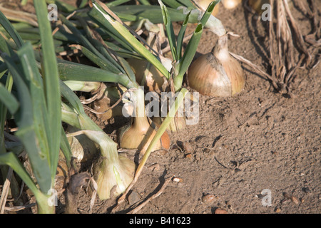 Im Bereich hautnah wachsen Zwiebeln Stockfoto