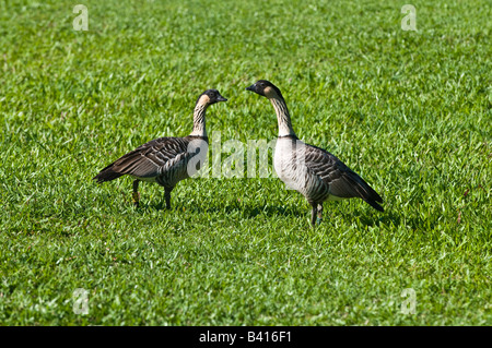 Nene Gänse offizielle Staatsvogel von Hawaii Hanalei Kauai Hawaii Stockfoto