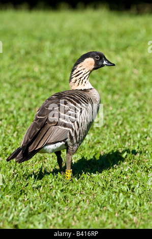 Nene Gans offizielle Staatsvogel von Hawaii Hanalei Kauai Hawaii Stockfoto