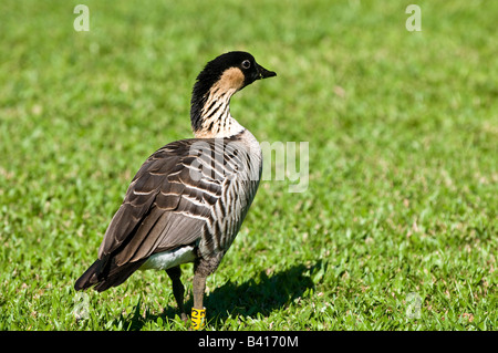 Nene Gans offizielle Staatsvogel von Hawaii Hanalei Kauai Hawaii Stockfoto