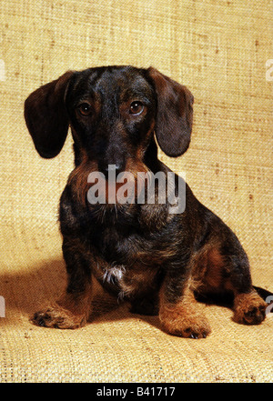 Zoologie/Tiere, Säugetier/Säugetiere, Hunde, (Canis lupus familiaris), Dachshund, Drahthaarige, Hund, Tier, Fleischfresser, Canidus, Karnivora, historisch, historisch, 20. Jahrhundert, Stockfoto