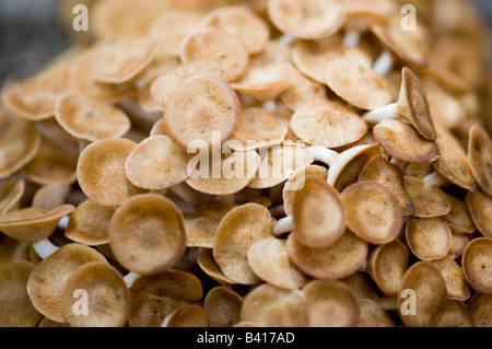 Pilz, Eukaryotae, wächst an der Basis eines Baumes. Oklahoma, USA. Stockfoto