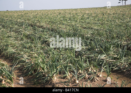 Zwiebeln wachsen in Feld Stockfoto