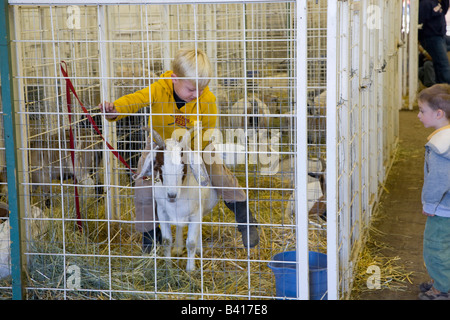 WA, Whitman County, Palouse Empire Fair, Abschnitt 4H Ziege Stockfoto