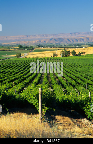 WA, Yakima Valley Weinberge mit Horse Heaven Hills in der Ferne Stockfoto