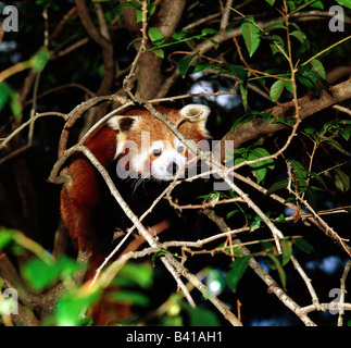 Zoologie / Tiere, Säugetier / Säugetier-, fire Fox, (Ailuridae), roter Panda (Ailurus Fulgens), Baum, Vertrieb: Nepal, Burma, Stockfoto