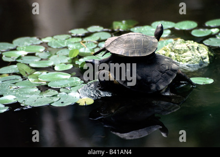 Zoologie / Tiere, Reptilien, Schildkröten, Europäische Sumpfschildkröte (Emys Orbicularis), zwei Schildkröten im Wasser, Vertrieb: Southern ein Stockfoto