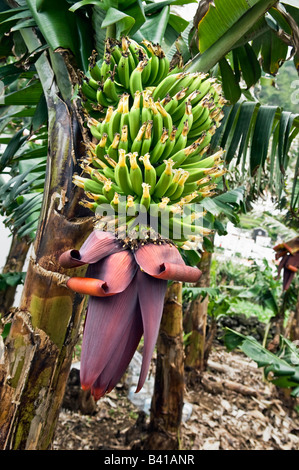 Bündel Bananen in Bananenplantage Pico Island Azoren Portugal Stockfoto
