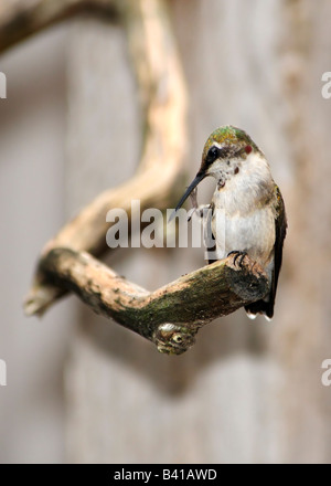 Eine unreife männliche Ruby throated Kolibri, Archilochos Colubris, sitzt auf einem Ast und kratzt sich am Kopf. Oklahoma, USA. Stockfoto