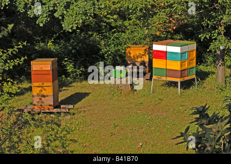 Europäische Honigbiene (Apis Mellifica, Apis Mellifera) Bienenstöcke in einem Garten Stockfoto