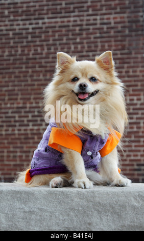 Niedlichen Pommerschen Hund im Halloween-Kostüm Stockfoto