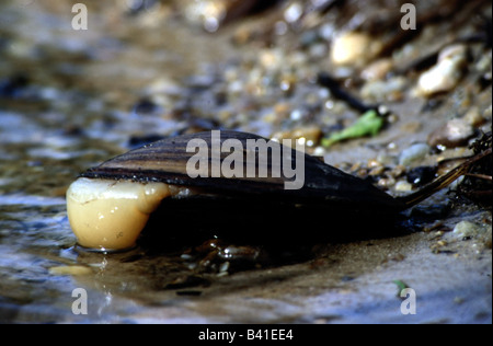 Zoologie / Tiere, Hautverletzungen, Swan Muschel (Anodonta Signia), öffnen Sie Muschel, Verbreitung: Nord- und Zentral-Europa, Balkan, Anim Stockfoto