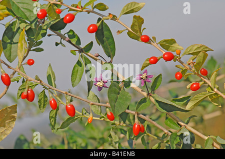 Boxthorn, chinesische Wolfsbeere, (Lycium Barbarum), Zweig mit Früchten und Blumen Stockfoto