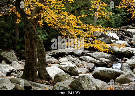 Baum im Herbst Blätter in der Mitte ein Dry Creek Bed Great Smoky Mountains Nationalpark Tennessee Stockfoto
