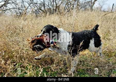 Französische Bretagne Abrufen von Toten Fasan Kansas Stockfoto