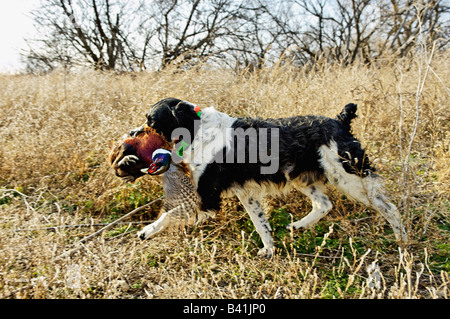 Französische Bretagne Abrufen von Toten Fasan Kansas Stockfoto