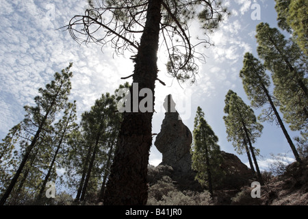 Kanarische Kiefern auf den Himmel um den Roque de San Jose im Anflug auf den Roque Nublo, Gran Canaria Stockfoto