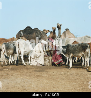 Thar-Wüste, Rajasthan, Indien. Ältere indische Mann und junge Frau, die immer Wasser von einem abgelegenen Wüste gut für Rinder und Kamele. Stockfoto