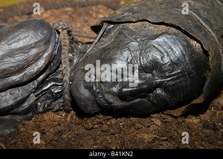 Das beste Beispiel für eine erhaltene "Moor Körper" - der Tollund Mann im Silkeborg Museum, Jütland, Dänemark Stockfoto