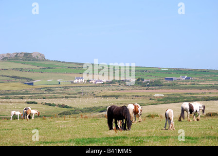 Shire-Pferde im Feld in der Nähe von St.Davids, Pembrokeshire Coast National Park, Pembrokeshire, Wales, Vereinigtes Königreich Stockfoto