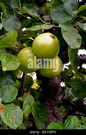 ENGLISCH BRAMLEY SÄMLING KOCHEN ÄPFEL AUF DEM BAUM. Stockfoto