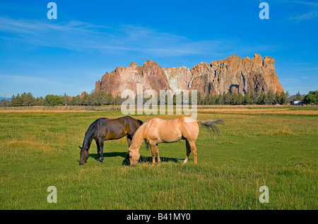 Zwei Ranch Pferde grasen auf einer Weide in der Nähe von Smith Rock State Park in Terrebonne Oregon Stockfoto