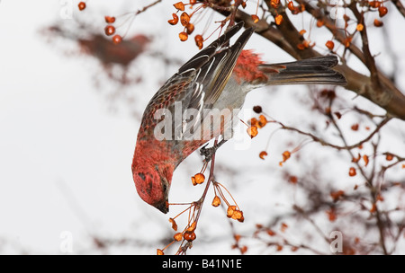 Männliche Kiefer Grosbeak Fütterung auf Holzapfel Frucht Stockfoto