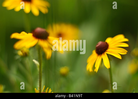 Black Eyed Susans in einem Prärie-Garten Stockfoto