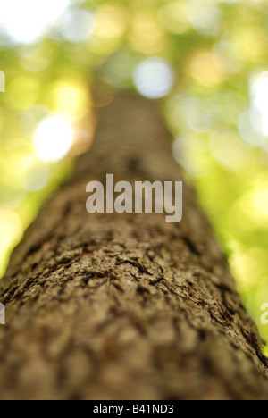 Baumrinde Stockfoto