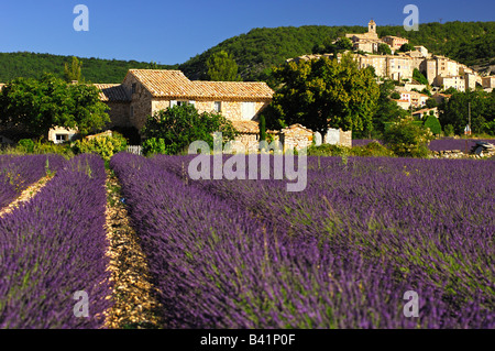 Das Dorf Banon auf einem Hügel oberhalb von blühenden Lavendelfelder im Herzen der Provence, Banon, Provence, Frankreich Stockfoto