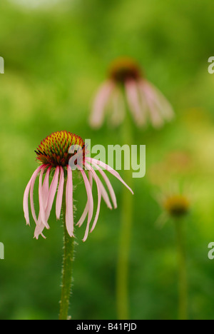 Blassen lila Sonnenhut in einem Prärie-Garten Stockfoto