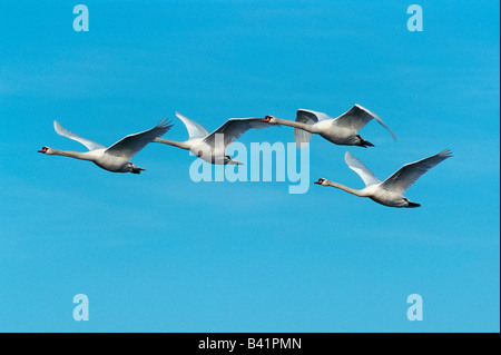 Höckerschwan Cygnus Olor Erwachsene im Flug Flachsee Aargau Schweiz Stockfoto