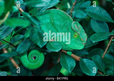 Parson es riesige Chamäleon Calumma Parsonii Erwachsener im Baum Madagaskar-Afrika Stockfoto