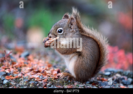 Red Squirrel Kiefer Eichhörnchen Tamiasciurus Hudsonicus Erwachsenen Essen Kiefer Kegel Alaska USA Stockfoto