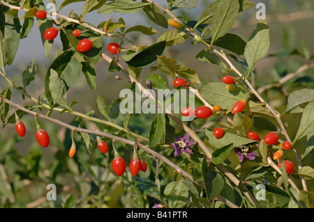 Boxthorn, chinesische Wolfsbeere, (Lycium Barbarum), Zweig mit Früchten und Blumen Stockfoto