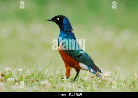 Superb Starling Glanzstare Superbus Erwachsenen Lake Nakuru Kenia Afrika Stockfoto