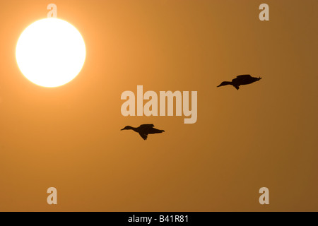 Paar von Mallards Anas Platyrhynchos fliegen zusammen gegen die untergehende Sonne Stockfoto