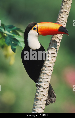 Toco Toucan Ramphastos Toco Erwachsener im Mangobaum Pantanal-Brasilien-Südamerika Stockfoto