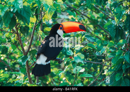 Toco Toucan Ramphastos Toco Erwachsener im Mangobaum Pantanal-Brasilien-Südamerika Stockfoto