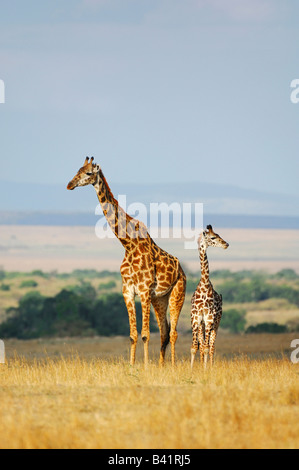 Masai Giraffe Giraffa Plancius Tippelskirchi Weibchen mit jungen Masai Mara Kenia Afrika Stockfoto