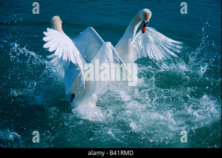 Höckerschwan Cygnus Olor Männchen kämpfen Flachsee Aargau Schweiz Stockfoto