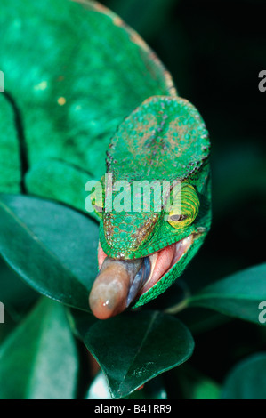 Parson es riesige Chamäleon Calumma Parsonii Erwachsene Zunge Madagaskar-Afrika Stockfoto