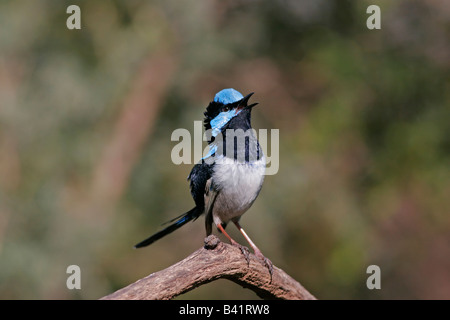 Hervorragende Fairy Wren Malurus cyaneus Stockfoto