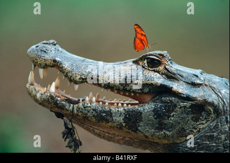 Brillentragende Brillenkaiman Caiman Crocodilus Erwachsener mit Julia Butterfly Dryas Iulia Pantanal-Brasilien-Südamerika Stockfoto