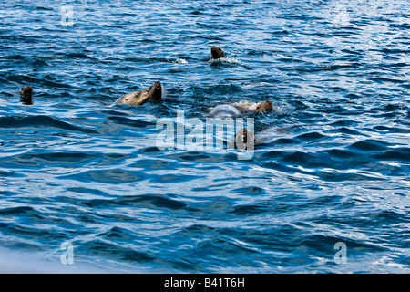 Steller s Seelöwen Eumetopias jubata Stockfoto