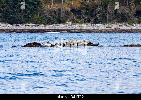 Hafen Sie Seehunde Phoca Vitulina, auf Felsen geschleppt Stockfoto