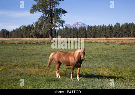 Eine Ranch Pferd grasen auf einer Wiese Weide in der Nähe von Schwestern Oregon Stockfoto