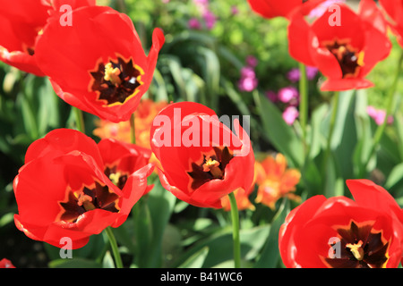 Rote Tulpen Stockfoto