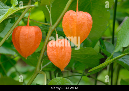 Strawberry Tomate, Winterkirsche (Physalis Alkekengi) Zweig mit Früchten Stockfoto